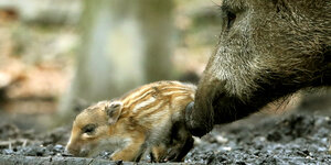 Wildschwein mit einem Frischling im Wald