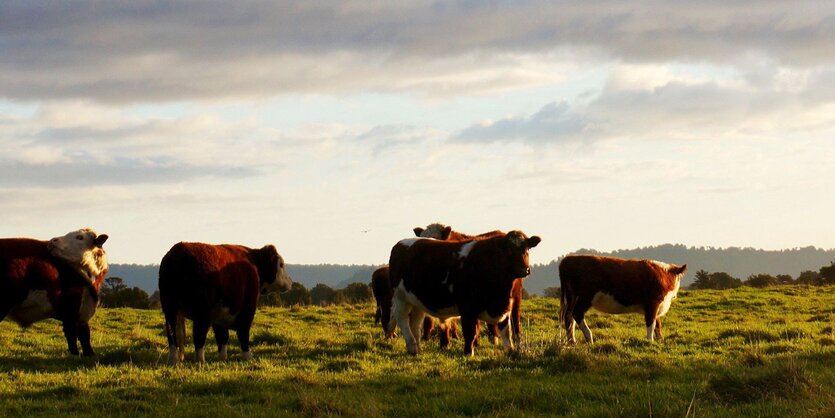 Fleisch essen: Kälber in der Dämmerung auf einer Wiese