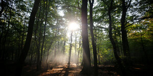 Sonnenlicht scheint durch die Bäume eines Mischwalds