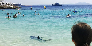 Ein Hai schwimmt an der Küste Mallorcas, Touristen flüchten vor ihm