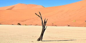 Ein karger Baum in der Wüste