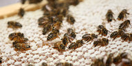 Bienen laufen auf einem Holzrahmen mit Waben, in denen sich Honig befindet