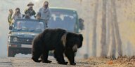 Vor zwei Autos mit fotografierenden Touristen läuft ein Bär auf einer Straße
