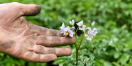 Ein Bio-Landwirt hält eine Kartoffelblüte auf dem Feld seines Biolandgartens in der Hand