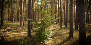 Kiefern stehen rund um einen Laubbaum im Wald