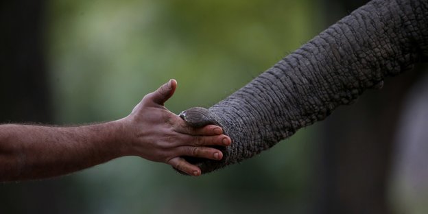 Eine Hand berührt die Spitze eines Elefantenrüssels