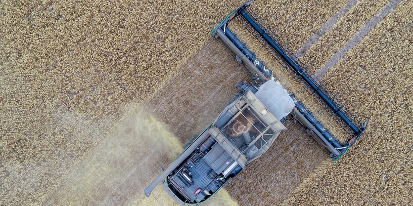 Ein Mähdrescher auf Erntefahrt in einem Weizenfeld