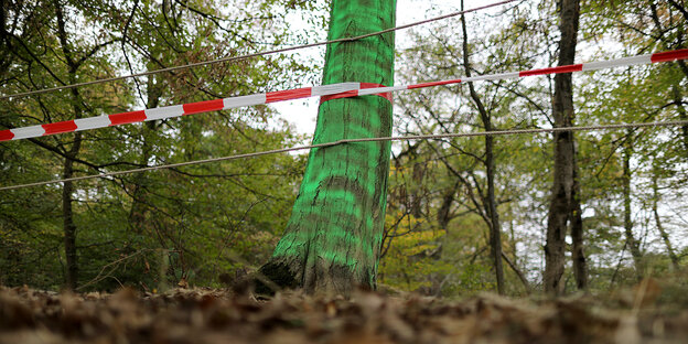Im Hambacher Forst hängt ein Flatterband an einem Baum