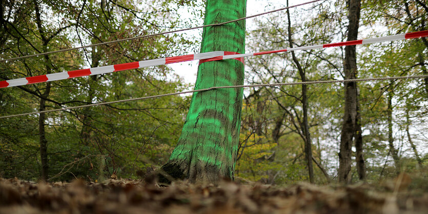 Im Hambacher Forst hängt ein Flatterband an einem Baum