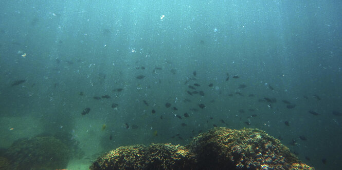 Blick auf Korallen unter Wasser. Lichtstrahlen fallen nach unten