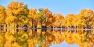 Herbstliche Bam Rand eines Sees
