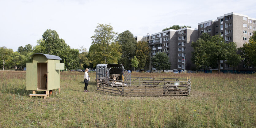 Schafe grasen auf einer Wiese vor einer Hochhaussiedlung.