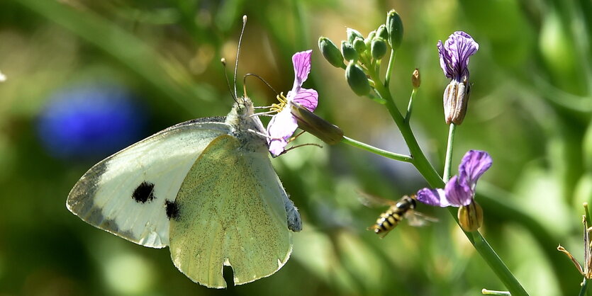 Ein Schmetterling sitzt auf einer Blume auf einer hohen Wiese