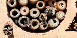 Mauerbienen in einer Nisthillfe für Insekten