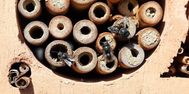 Mauerbienen in einer Nisthillfe für Insekten