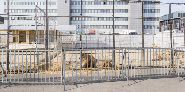 Ein Löwe liegt auf dem Hamburger Hieligengeistfeld vor einem Hochhaus.