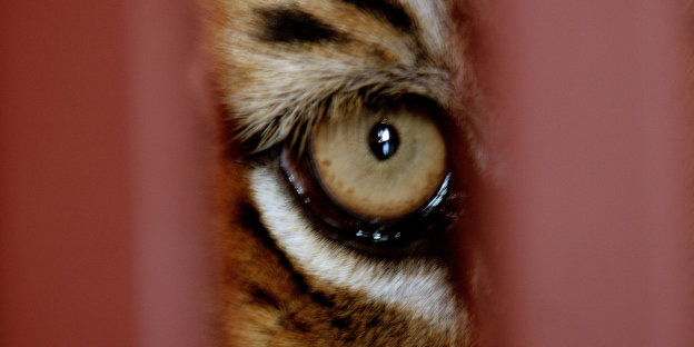 Das Auge eines Tigers durch einen Türspalt