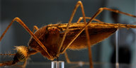 Eine Mücke