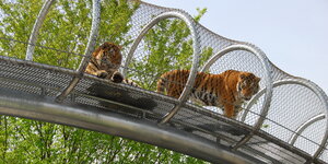 Zwei Tiger in einem Käfig