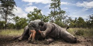 Ein Wildhüter kniet vor einem von Wilderern erlegten Nashorn