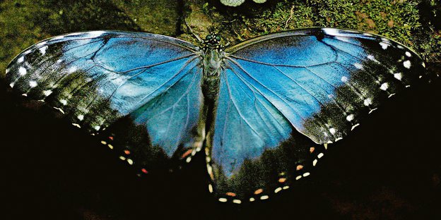 Ein blauer Schmetterling aus der Gattung der Morphos