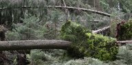 Vom Sturm entwurzelte Bäume liegen in einem Wald