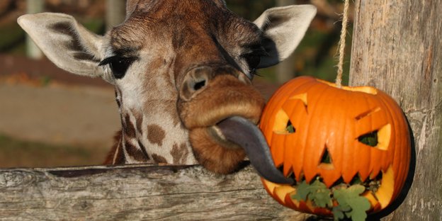 Eine Giraffe leckt an einem Halloweenkürbis