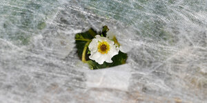 Durch ein Loch in einem Stoff ist eine weiße Blume zu sehen