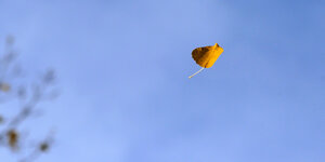 Ein Herbstblatt fällt vor blauem Himmel von einem Baum