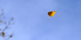 Ein Herbstblatt fällt vor blauem Himmel von einem Baum