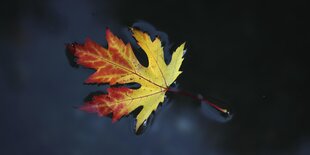 Ein buntes Herbstblatt liegft auf dem Boden