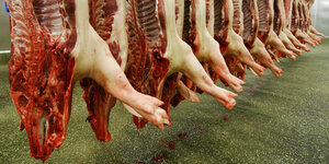 Schweinehälften hängen hintereinander in einem Schlachthof.