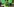 Eine Blume und grüne Europafähnchen