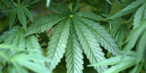 Eine Cannabispflanze im Feld