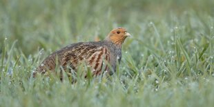 Ein Rebhuhn auf einer grünen Wiese