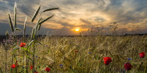 Getreidefeld mit Blumen im Sonnenuntergang