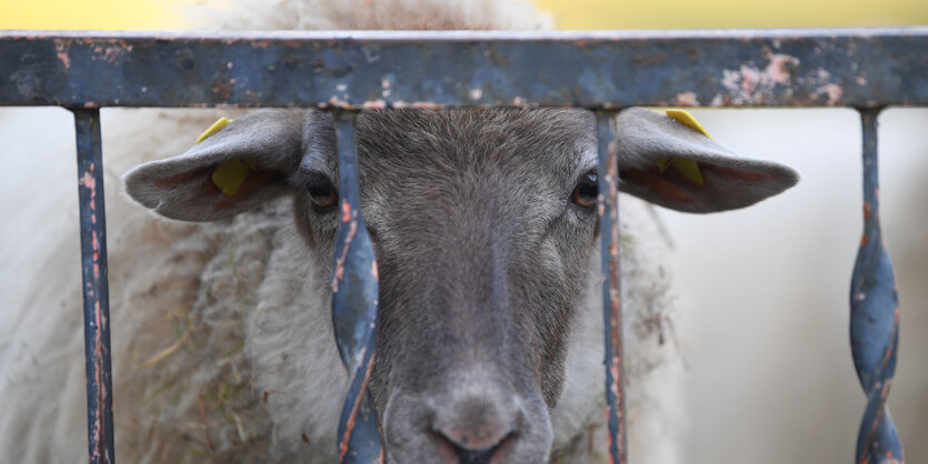 Ein Schaf blickt durch einen Zaun.