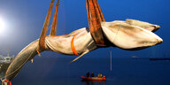 Ein Finnwal wird mit einem Kran hochgehoben