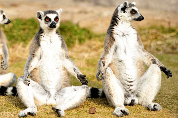 Drei Lemuren sitzen auf einer Wiese und schauen umher