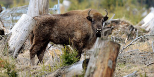 Ein Wisent steht in der «Wisent-Wildnis», einem 20 Hektar großen, eingezäunten Areal.