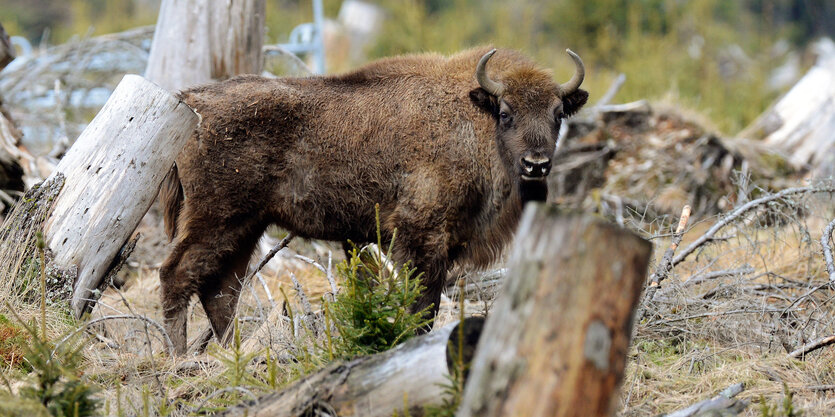 Ein Wisent steht in der «Wisent-Wildnis», einem 20 Hektar großen, eingezäunten Areal.