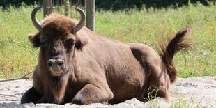 ein Wisent liegt in einer Sandgrube