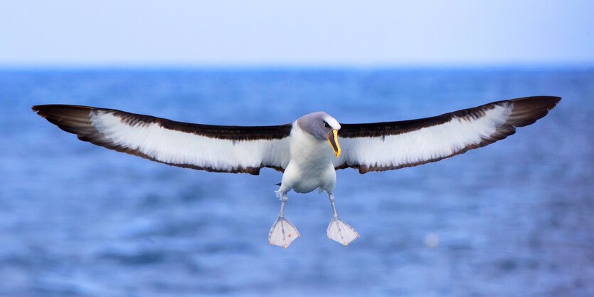 Ein nördlicher Bulleralbatros im Flug über dem Meer