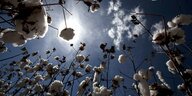 Baumwolle-Pflanzen vor einem blauen Himmel