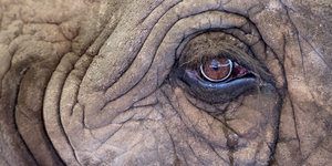 Großaufnahme vom Gesicht eines Elefanten