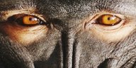 Die Augen eines Affens