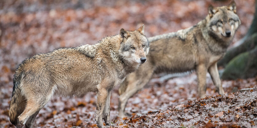 Zwei Wölfe im Wald