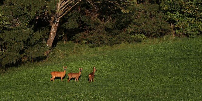 Drei Rehe auf einem Feld im Abendlicht