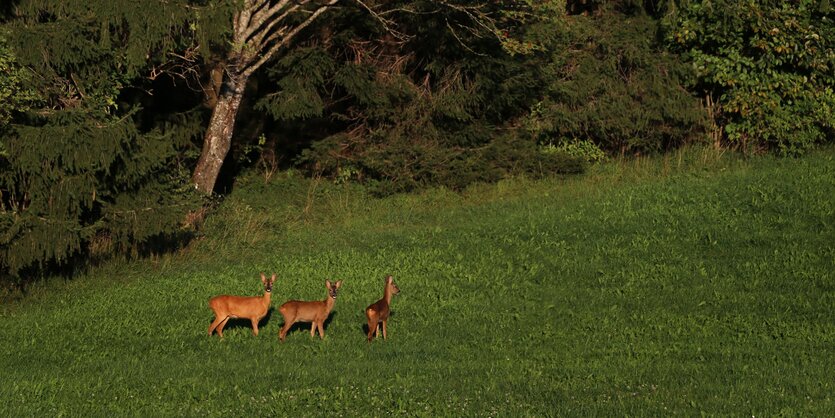 Drei Rehe auf einem Feld im Abendlicht