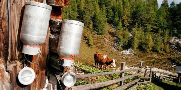 Eine Kuh steht auf einer Weide in den Alpen, zwei Milchkannen hängen an einem Holzhaus